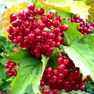 Саджанець Калина звичайна Райдужна в контейнері